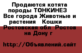 Продаются котята породы ТОНКИНЕЗ - Все города Животные и растения » Кошки   . Ростовская обл.,Ростов-на-Дону г.